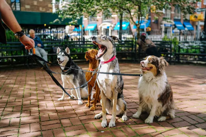 4 dogs on a leash, one dog with it&#39;s mouth open in yawn