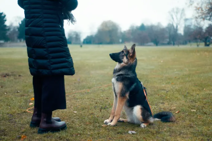 a dog sitting, being trained in obedience